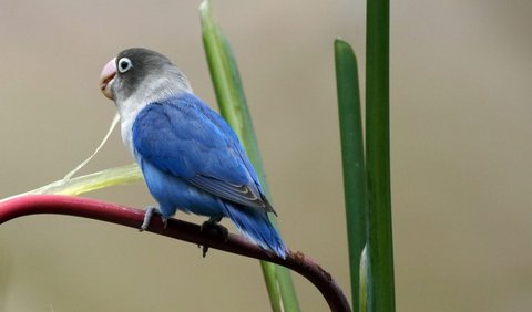 Jenis Lovebird untuk Lomba: Lovebird Violet