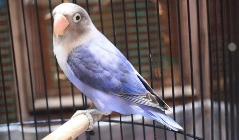 Jenis Lovebird untuk Lomba: Lovebird Blorok