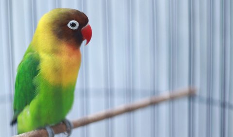 Jenis Lovebird untuk Lomba: Lovebird Dakocan