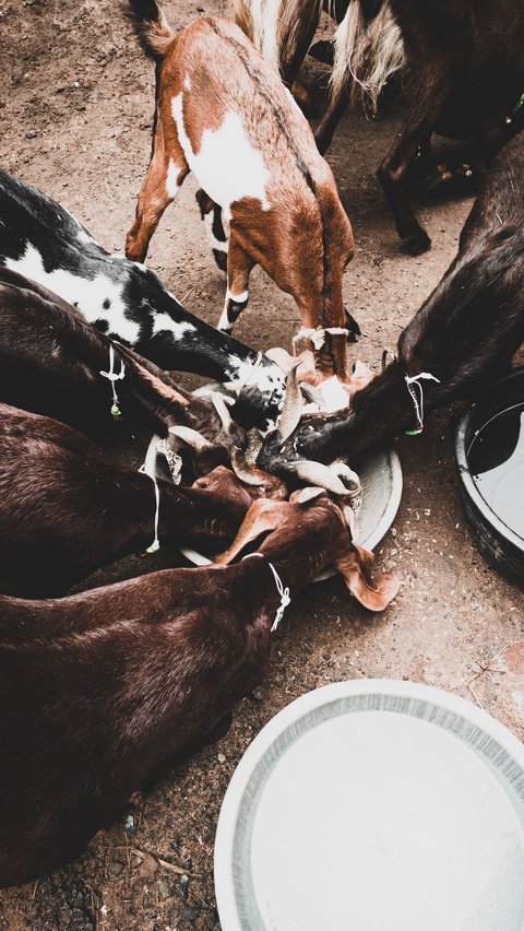 Mempelajari hukum qurban atas nama anak dalam Islam sangatlah penting.