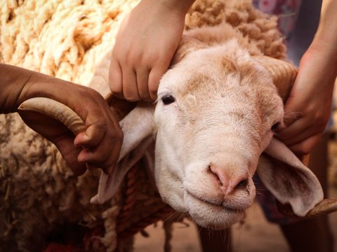 Satu keluarga yang terdiri dari suami, istri, dan anak kerap melakukan qurban bergilir setiap tahunnya.