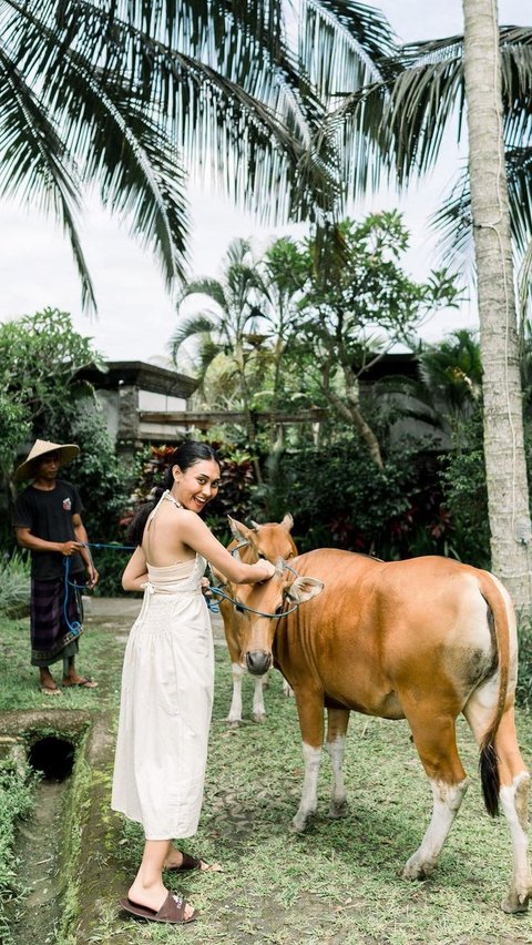 Novia juga tampil sangat berani saat berada di sebelah kerbau. Ia menarik kerbau layaknya penggembala.