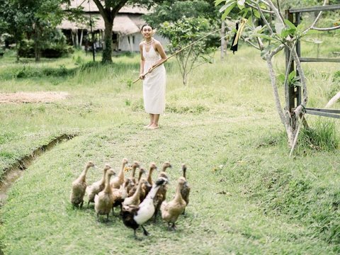 Cantik Natural, Intip Momen Novia Bachmid Angon Kerbau dan Bebek