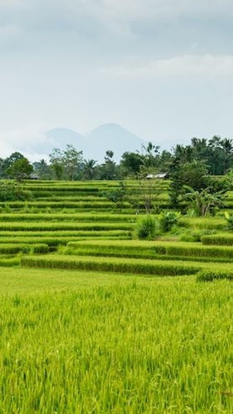 Kerja keras petani mengantar Jatim menjadi produsen padi dan beras terbesar se-Indonesia selama tiga tahun berturut turut yakni tahun 2020, 2021 dan 2022.