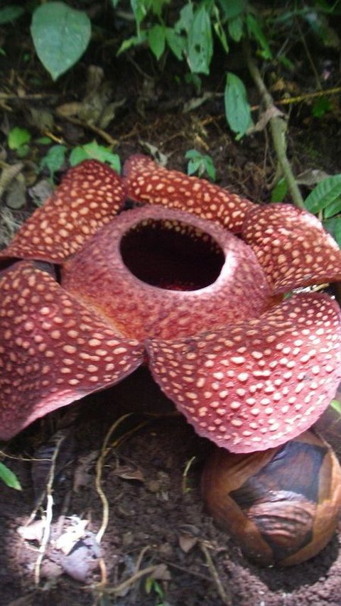 Bunga Rafflesia Arnoldi merupakan salah satu tanaman khas Indonesia. Namun bunga ini menyimpan sisi misteriusnya tersendiri.