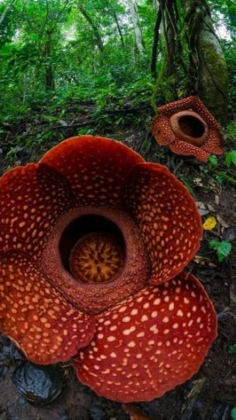 Tidak seperti bunga pada umumnya, Rafflesia Arnoldi hanya berupa kuncup atau bunga mekar.