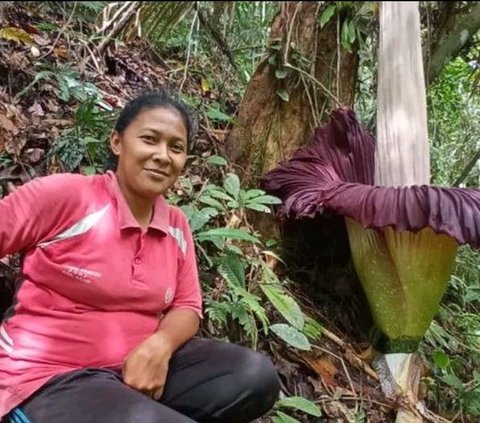 Menguak Jejak Bunga Rafflesia di Nusakambangan, Penemunya Bukan Raffles