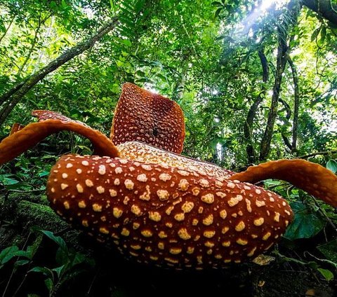 Menguak Jejak Bunga Rafflesia di Nusakambangan, Penemunya Bukan Raffles