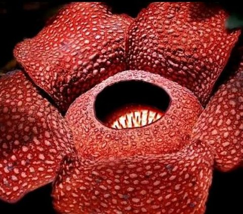 Menguak Jejak Bunga Rafflesia di Nusakambangan, Penemunya Bukan Raffles