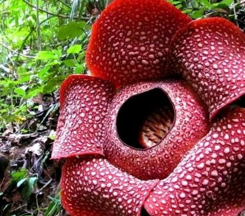 Menguak Jejak Bunga Rafflesia di Nusakambangan, Penemunya Bukan Raffles