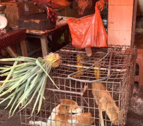 Bikin Salfok Pasar Tradisional yang Ekstrem Jual Daging Ular dan Tikus