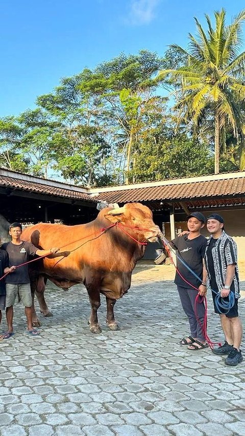 Potret sapi kurban Irfan Hakim. Irfan Hakim membeli sapi kurban untuk Hari Raya Idul Adha dari sebuah peternakan di daerah Yogyakarta.