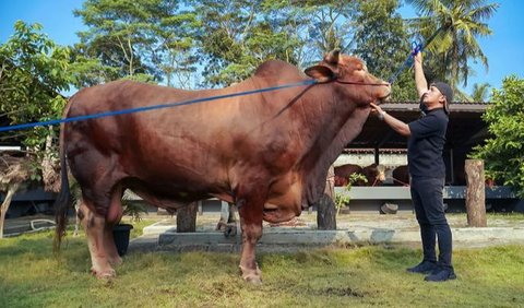 Uniknya, sapi kurban milik Irfan Hakim tersebut memiliki nama yakni Wariso.