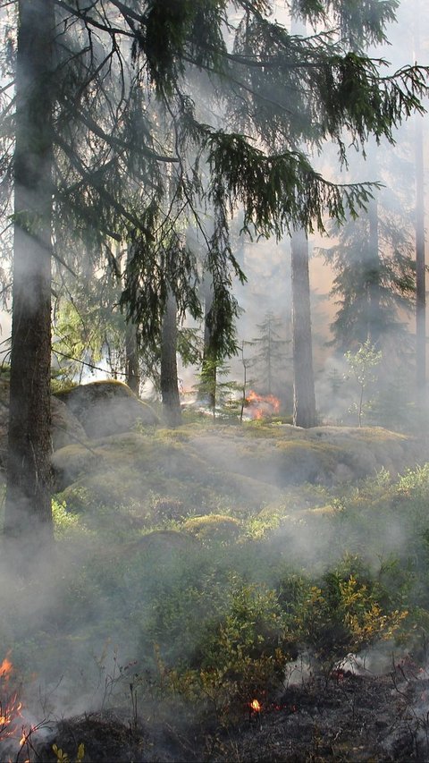 Diduga Buka Lahan, Ini Sederet Fakta Kebakaran Hutan di Kabupaten Bengkalis