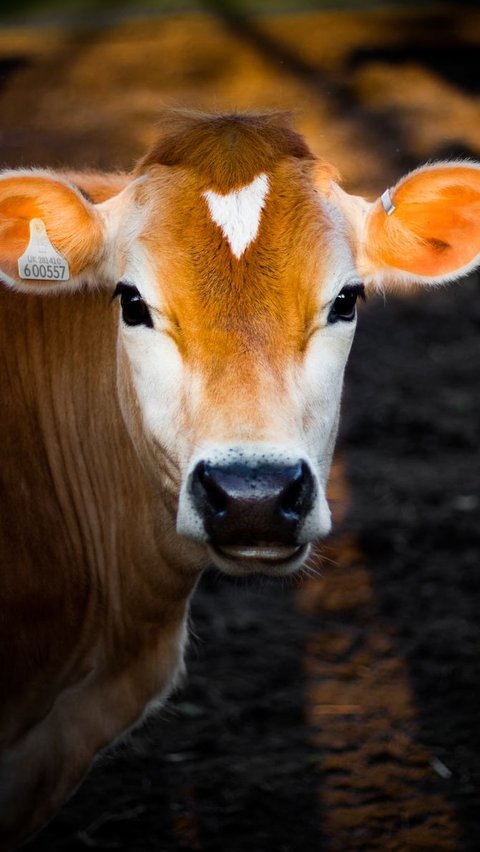 Cara Merobohkan Sapi Kurban yang Benar, Jangan Sampai Salah