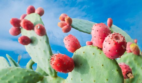 1. Pir Berduri (Prickly Pear)