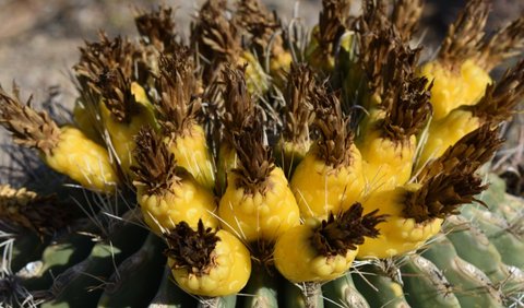 3. Buah Kaktus Barrel (Barrel Cactus)