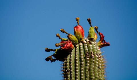 4. Buah Saguaro (Saguaro Cactus)