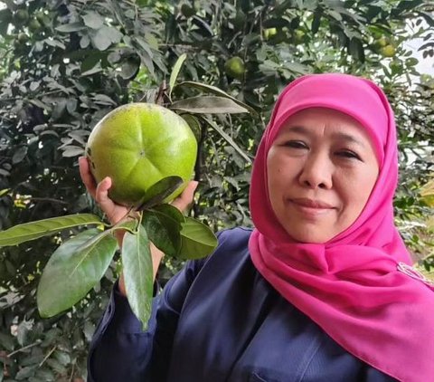 Jika penasaran, Anda dapat menemukan buah yang memiliki cita rasa mirip puding cokelat ini di Kampung Coklat di Desa Plosorejo, Kecamatan Kademangan, Kabupaten Blitar, Jawa Timur.