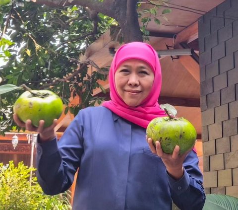 Mengunjungi Kampung Coklat Blitar, Ada Buah Langka asal Meksiko Rasanya seperti Puding Cokelat