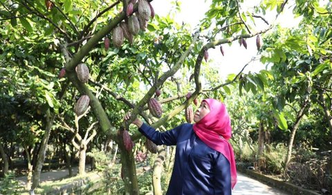 Sensasi Wisata di Kampung Coklat