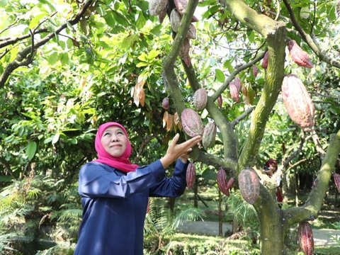 Mengunjungi Kampung Coklat Blitar, Ada Buah Langka asal Meksiko Rasanya seperti Puding Cokelat