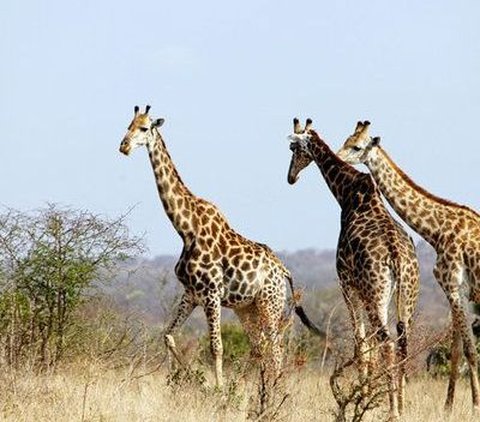 Pihak Taman Safari Prigen menggelar tradisi mitoni atau tujuh bulanan kehamilan Jahari dengan harapan proses kelahiran anakan jerapah tersebut berjalan lancar.