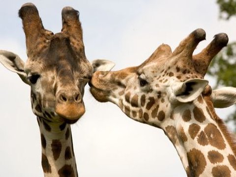 Segera Lahirkan Anak Ketiga, Jerapah Jahari Taman Safari Prigen Hamil Besar
