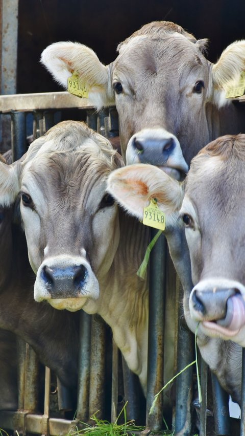 Apakah Boleh Kurban Sapi Betina? Berikut Penjelasan Lengkapnya