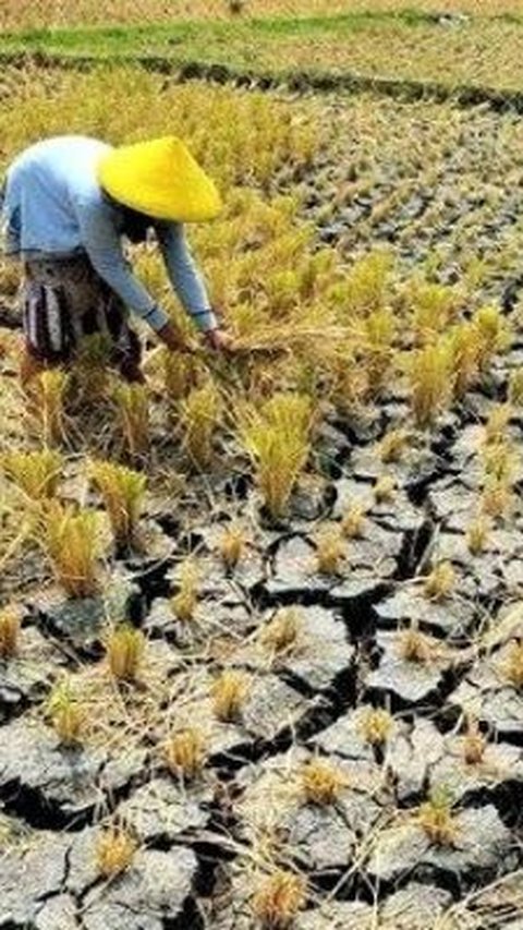 Rawan Terdampak El Nino, Ini Upaya Mitigasi Pemprov Jateng