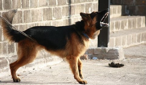 Jauhkan Diri dari Anjing yang Menggigit