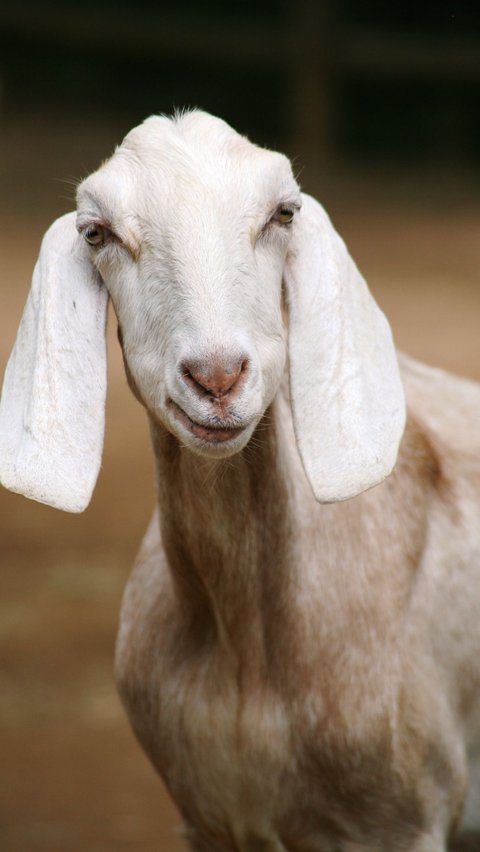 Konsumsi daging kambing kerap dikaitkan dengan munculnya tekanan darah tinggi pada seseorang.