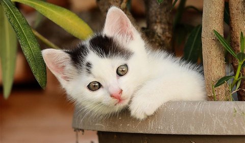 Tips Nutrisi Anak Kucing Berdasarkan Umur