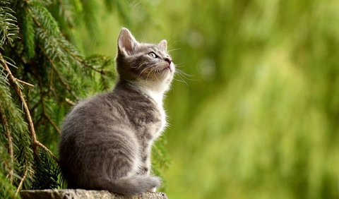 Cara Merawat Anak Kucing: Umur 4 – 6 Bulan