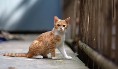 Cara Merawat Anak Kucing: Umur 2 – 4 Bulan