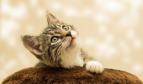 Cara Merawat Anak Kucing: Umur 5 – 11 Minggu