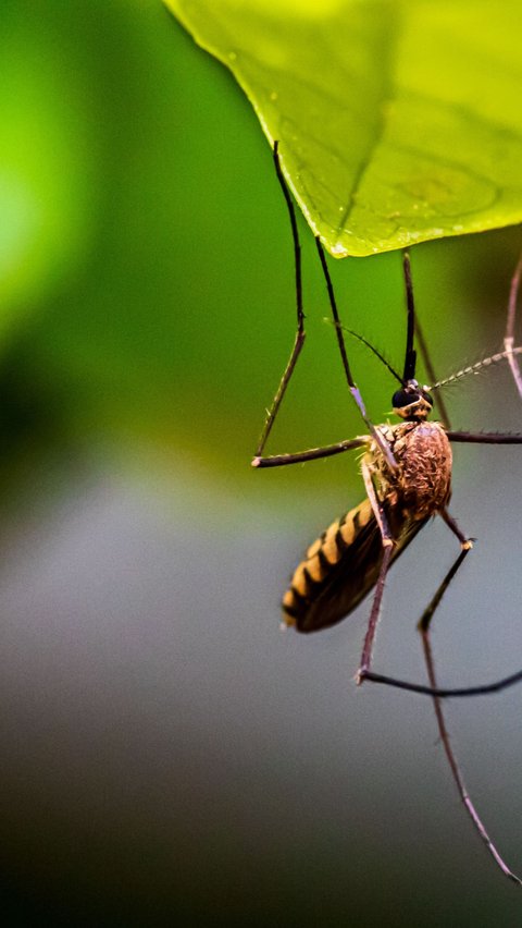 Untung Rugi Jika Nyamuk Punah dari Muka Bumi