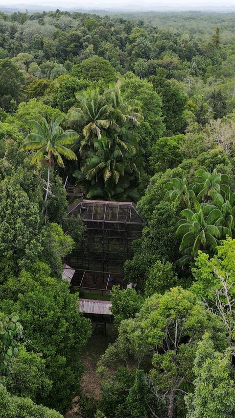 Seperti di hutan hujan tropis. Jika keberadaan nyamuk hilang, mungkin saja banyak wilayah alam yang akan mengalami kerusakan akibat dikunjungi manusia.