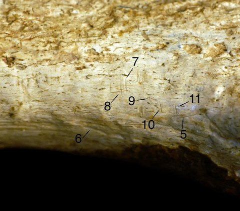 Bekas Sayatan Pada Fosil Tulang Kering Ungkap Nenek Moyang Manusia Dulu Kanibal