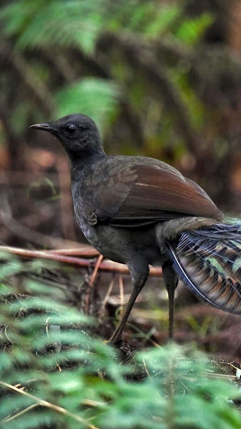 Bukan Kakatua, Tapi Burung Ini Mampu Tirukan Beragam Suara Aneh yang Mengejutkan