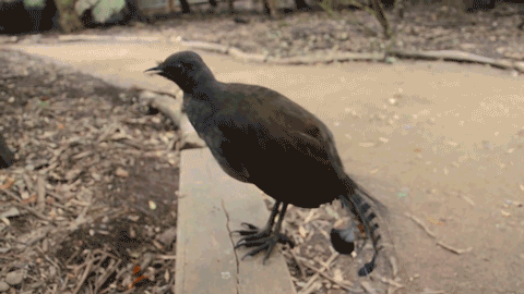 Suara pertama, burung Lyrebird meniru suara tembakan laser yang terdengar cukup mengancam dan menakutkan.