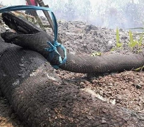 Mengenal Raja Piton, Ular Raksasa yang Diduga Tangkalaluk Penjaga Hutan Kalimantan