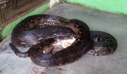 Reticulated phyton atau Raja Piton