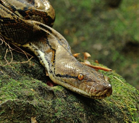 Mengenal Raja Piton, Ular Raksasa yang Diduga Tangkalaluk Penjaga Hutan Kalimantan