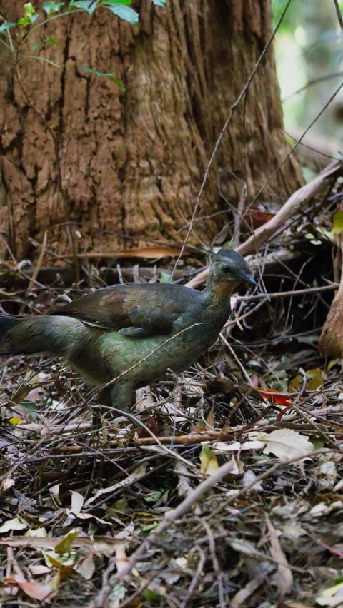 Video Burung Lyrebird Tirukan Banyak Suara, Ini Postingannya