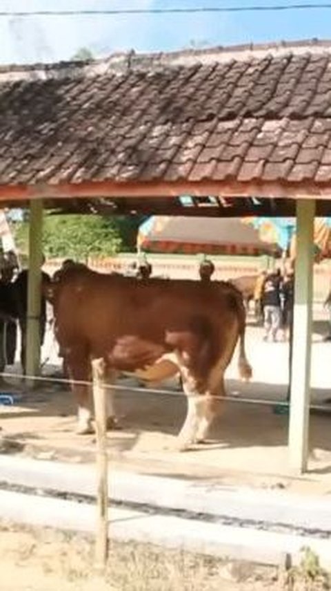 Dari berbagai video yang beredar di media sosial, tampak banyak sapi mengamuk saat hendak disembelih. Hewan berukuran jumbo itu lari tunggang langgang tak tentu arah.