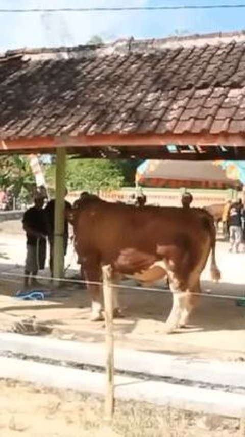 Hal ini juga yang terjadi pada sapi milik Presiden Joko Widodo di Blora. Tampak sapi tersebut mengamuk saat akan disembelih