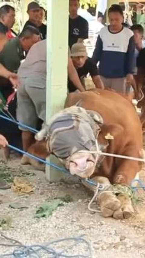 Dalam video yang diunggah akun YouTube Liputan6, tampak saat akan disembelih, muka sapi itu ditutup dengan sebuah kain.