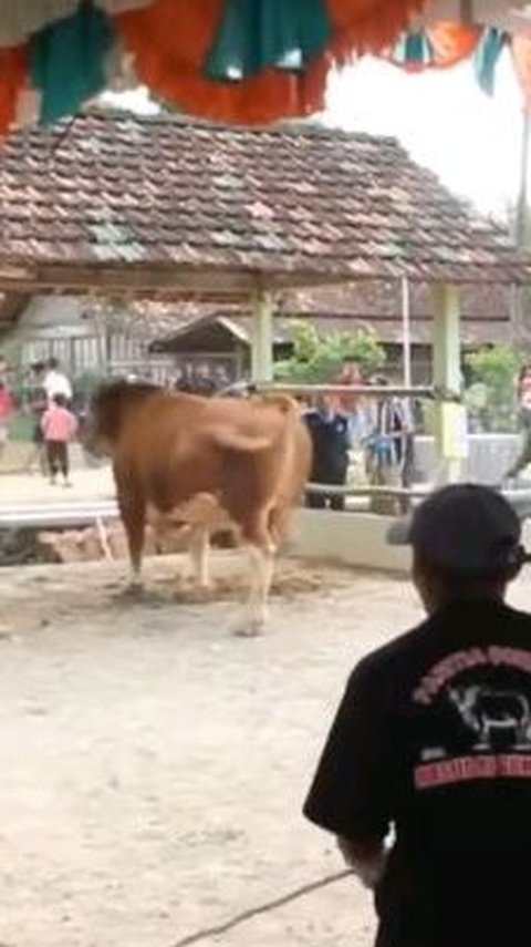 Diketahui, sapi tersebut mengamuk saat warga berupaya menjatuhkannya untuk kemudian disembelih.