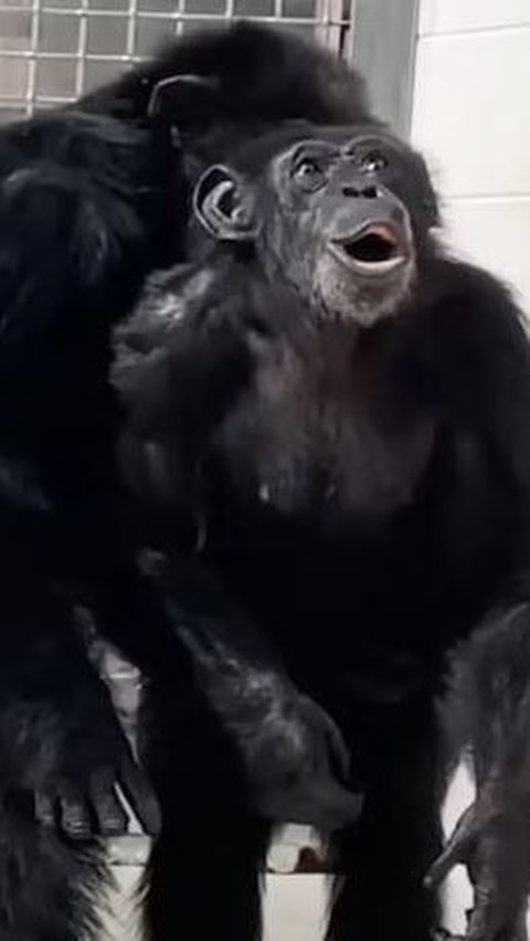 Sebuah video mengharukan seekor simpanse viral baru-baru ini. Hewan primata ini melihat langit untuk pertama kalinya setelah dikurung di kandang selama 28 tahun.